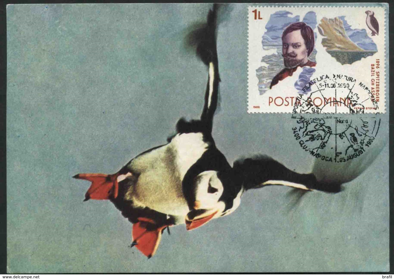 1990 Romania, Cartolina Maximum Pulcinella Di Mare Fratercula Arctica - Marine Web-footed Birds