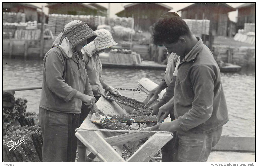 BASSIN D'ARCACHON - Opération Du Détroquage.(récolte Des Huîtres) - Pêche