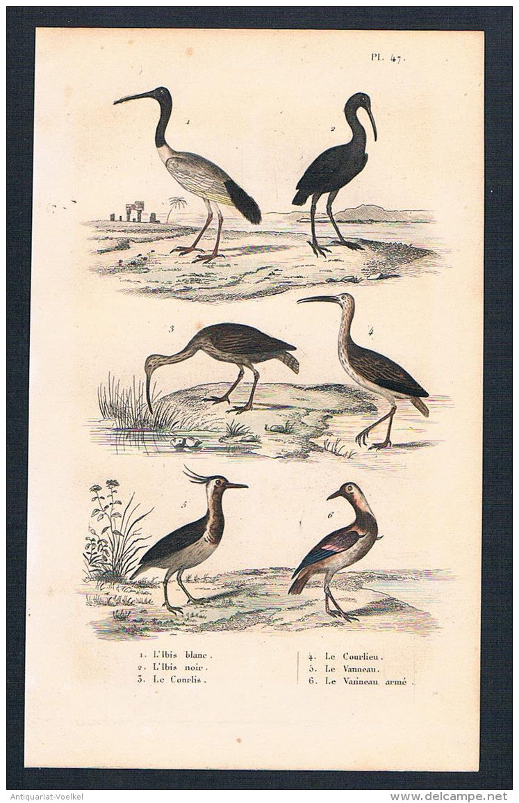 Ibis Kiebitz Vögel Vogel Birds  Engraving - Stiche & Gravuren