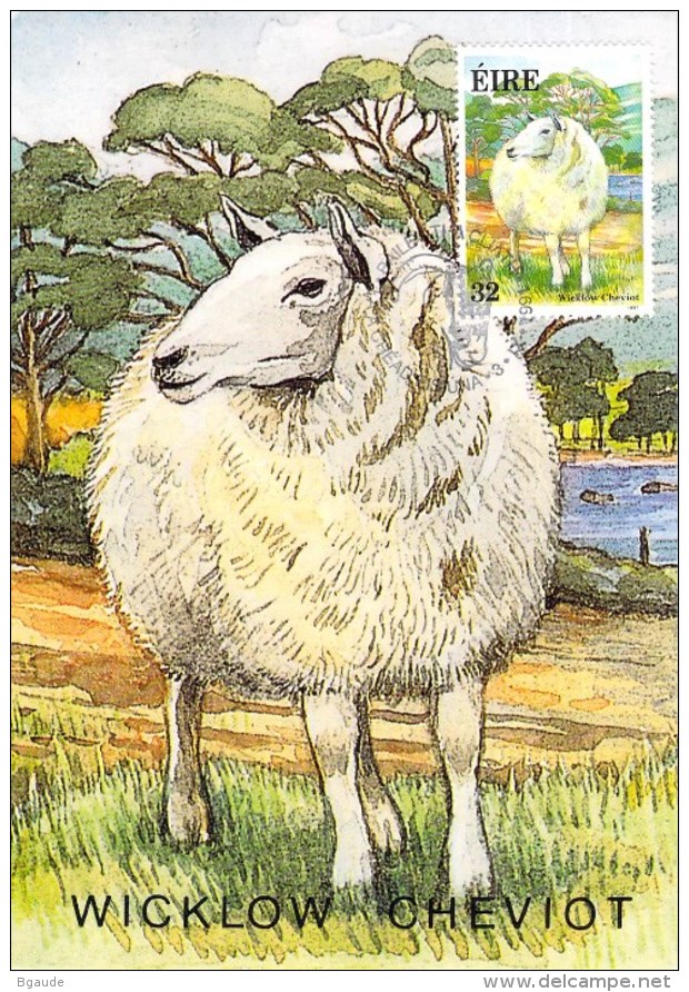 IRLANDE CARTE MAXIMUM NUM YVERT  769 ANIMAUX MOUTON RACE IRLANDAISE - Maximumkaarten