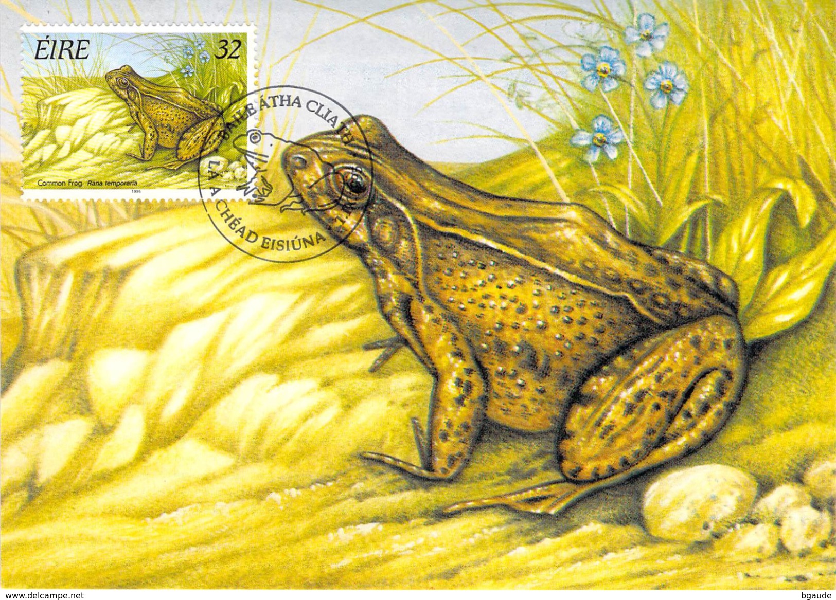 IRLANDE CARTE MAXIMUM NUM YVERT  914 FAUNE  GRENOUILLE BATRACIEN - Maximum Cards