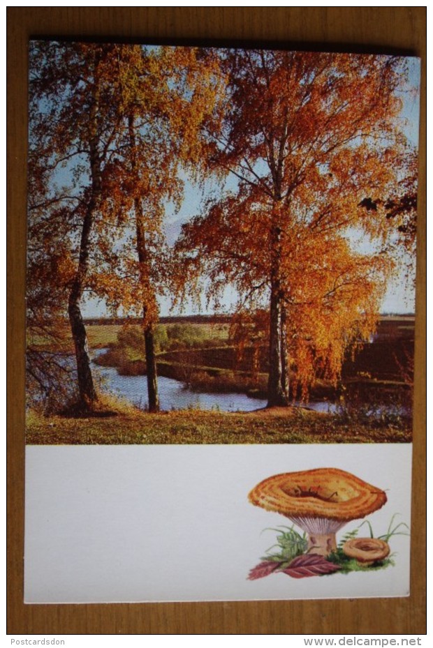 From "Russian Forest" Set  - Lactarius Resimus -  Mushroom - Old Postcard - - Champignon 1971 - Paddestoelen