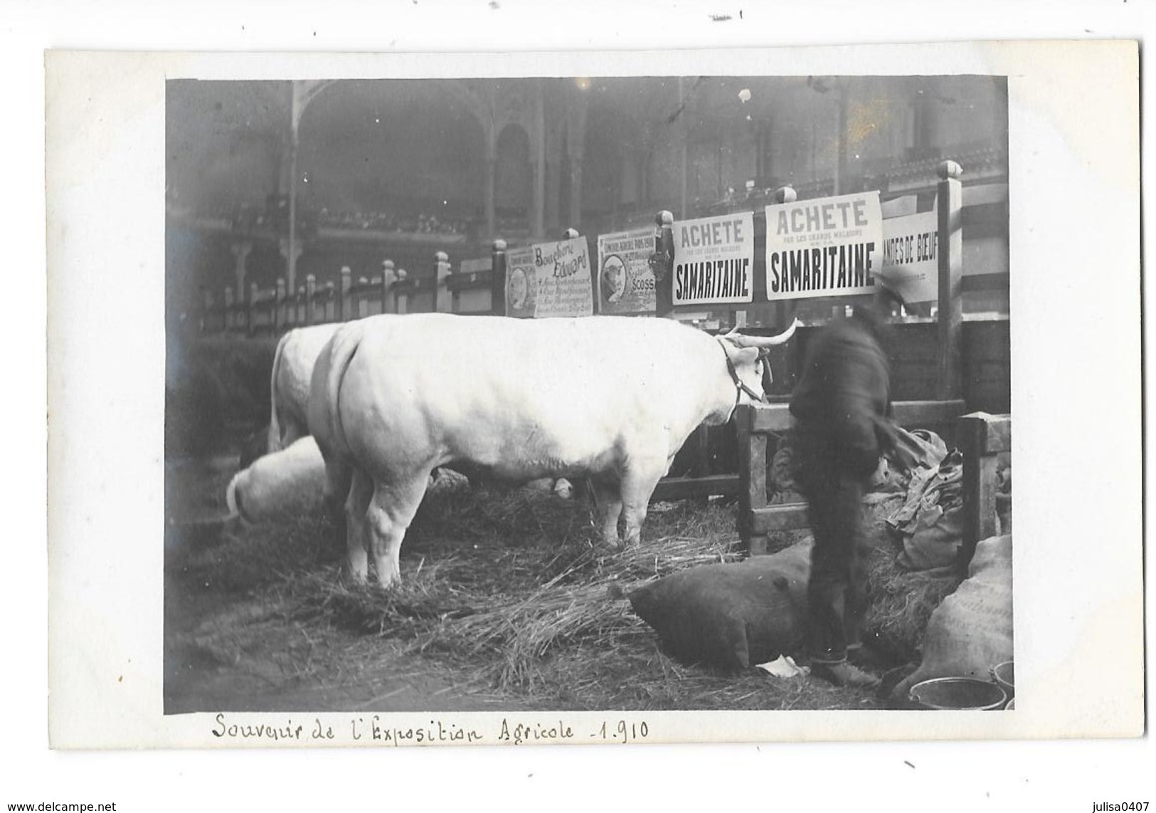 PARIS (75) EXPOSITION AGRICOLE 1910 Stand Boeufs  Achetés Par Les Grands Magasins SAMARITAINE Gros Plan - Exhibitions