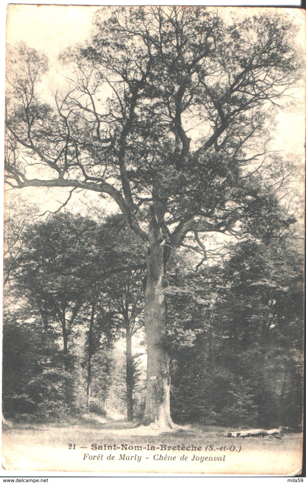 21. Saint Nom La Bretèche. Fôret De Marly. Chêne De Joyenval. - St. Nom La Breteche