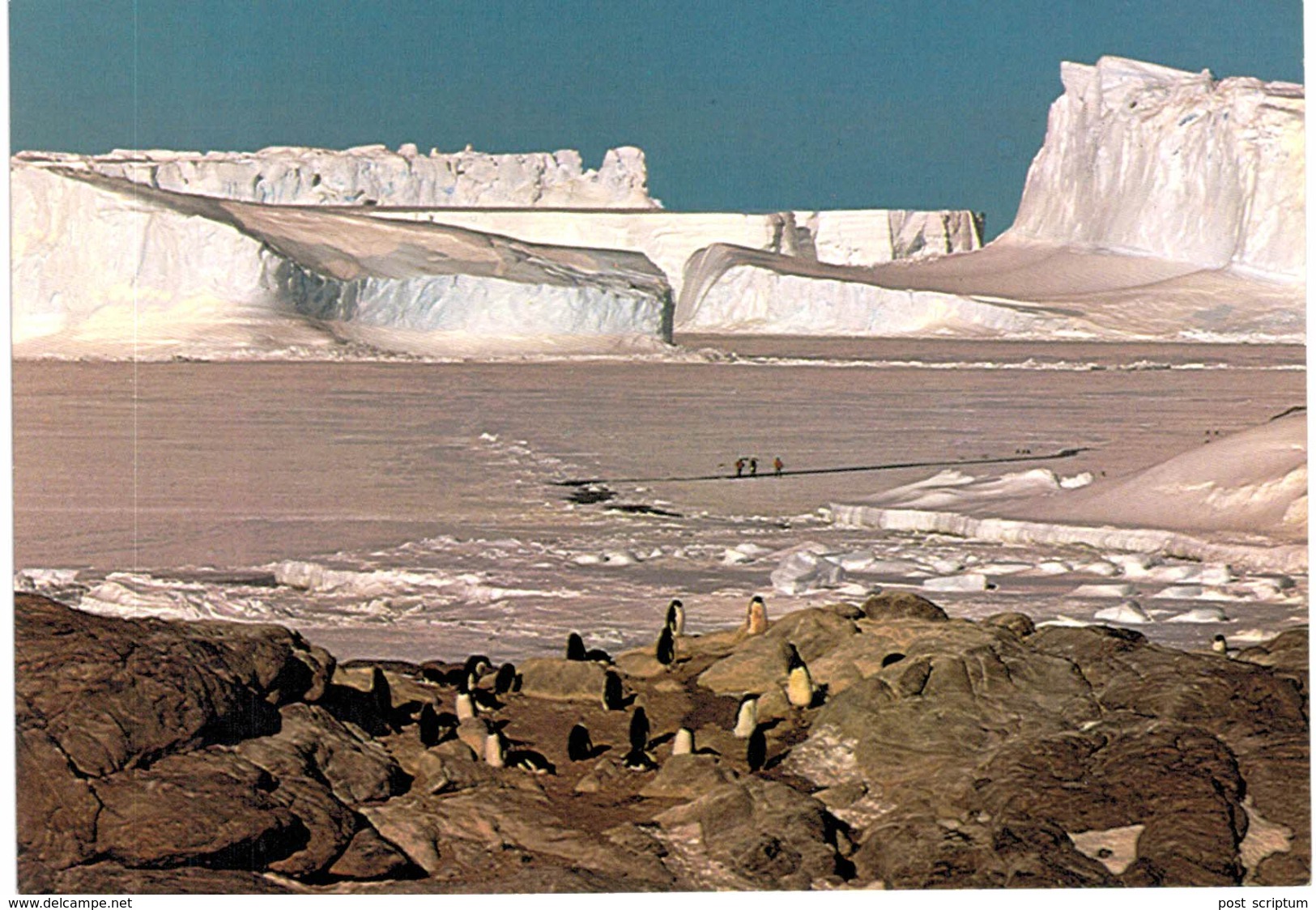 Terre Adélie - Base Dumont D'Urville - Manchots Adélie Devant Les Icebergs Du Glacier De L'Astrolabe - TAAF : Terres Australes Antarctiques Françaises