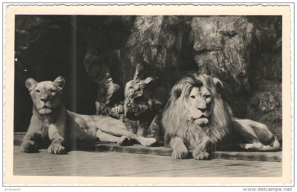 Leone E Leonessa - Not Used - Lions