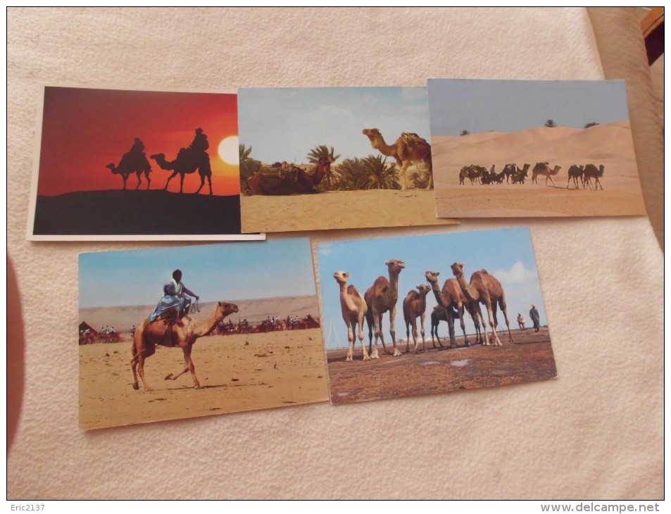 LOT DE 5 CARTES SCENES DU DESERT ...CARAVANES..CHAMEAUX..TUNISIE MAROC - 5 - 99 Cartes