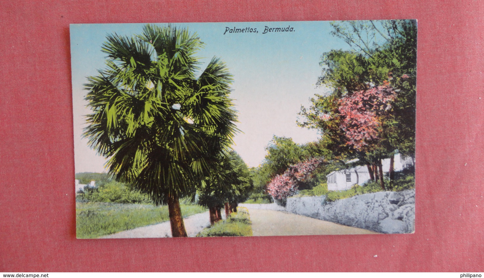 Bermuda---Palmettos   Ref 2387 - Bermudes