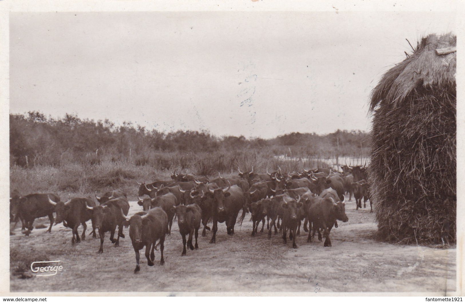 CAMARGUE/MANADE NOU DE LA HOUPLIERE (dil290) - Taureaux