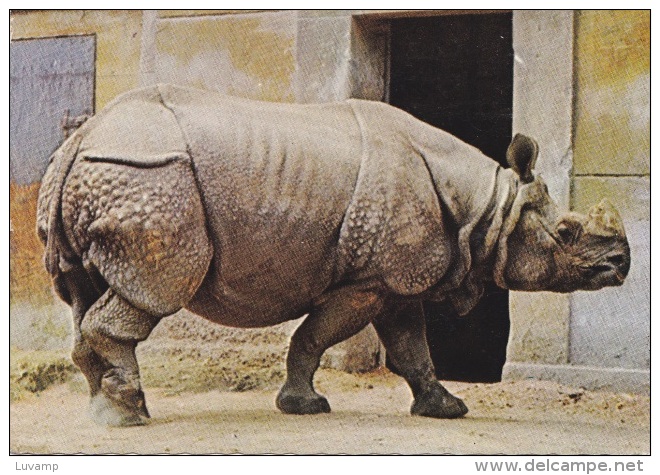 RINOCERONTE - F/G Colore  (120312)) - Rhinocéros