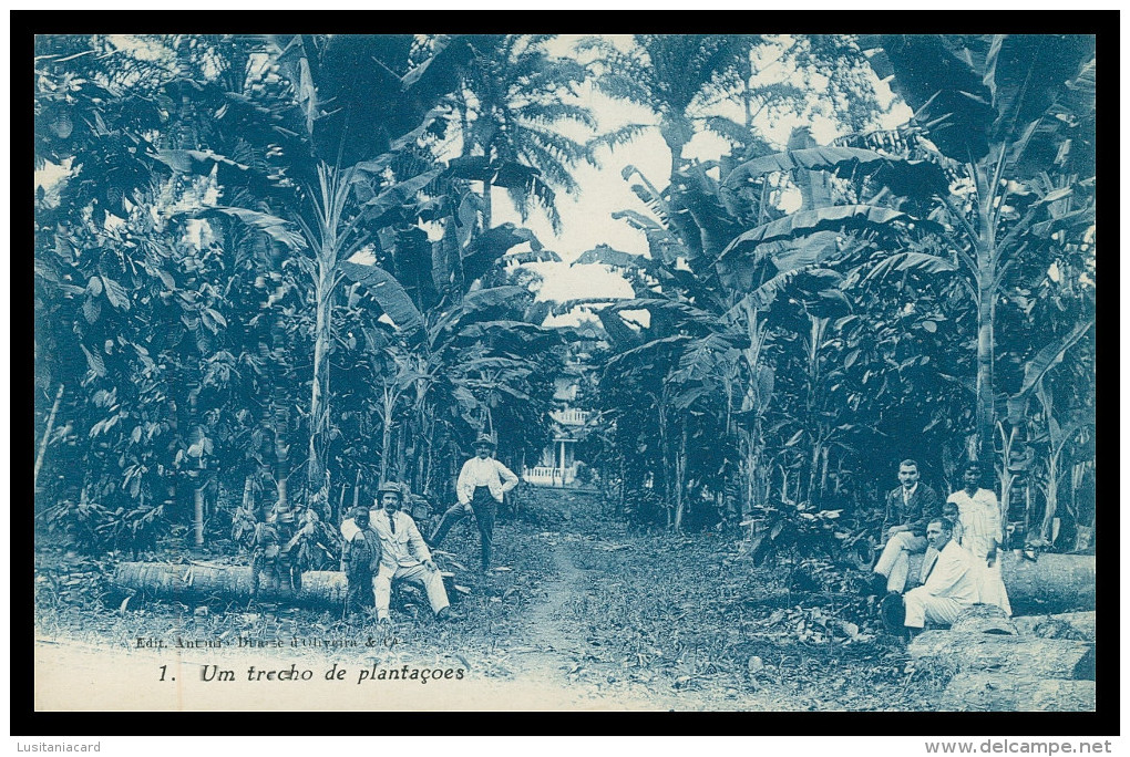 SÃO TOMÉ E PRÍNCIPE - Um Trecho De Plantações ( Ed. António Duarte D'Oliveira & C.ª Nº 1)carte Postale - Sao Tome Et Principe