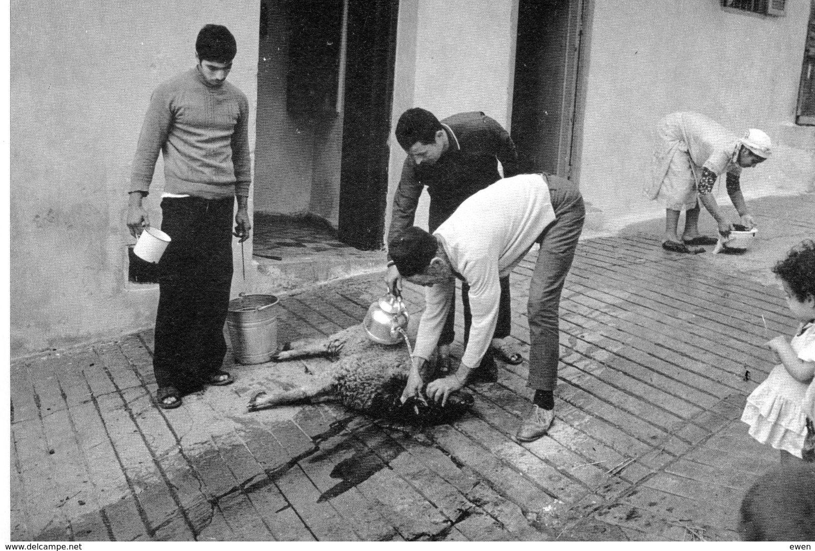 Tanger. Aïd El Adha 1978. Sacrifice Dans La Ruelle. - Tanger