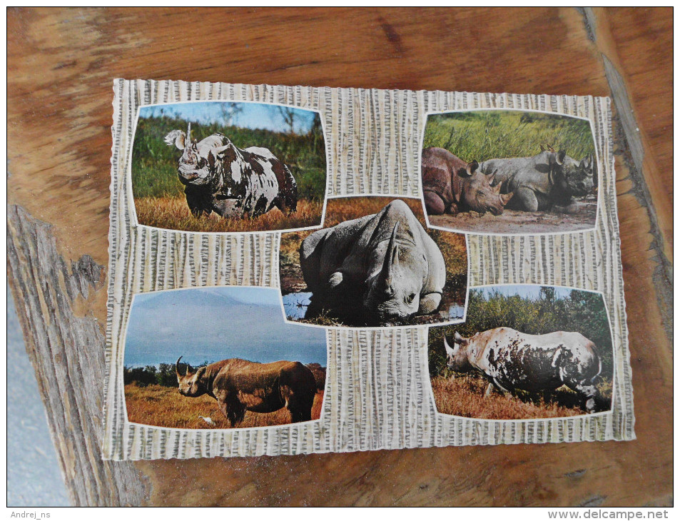 Rhinoceros Kenya - Rhinocéros