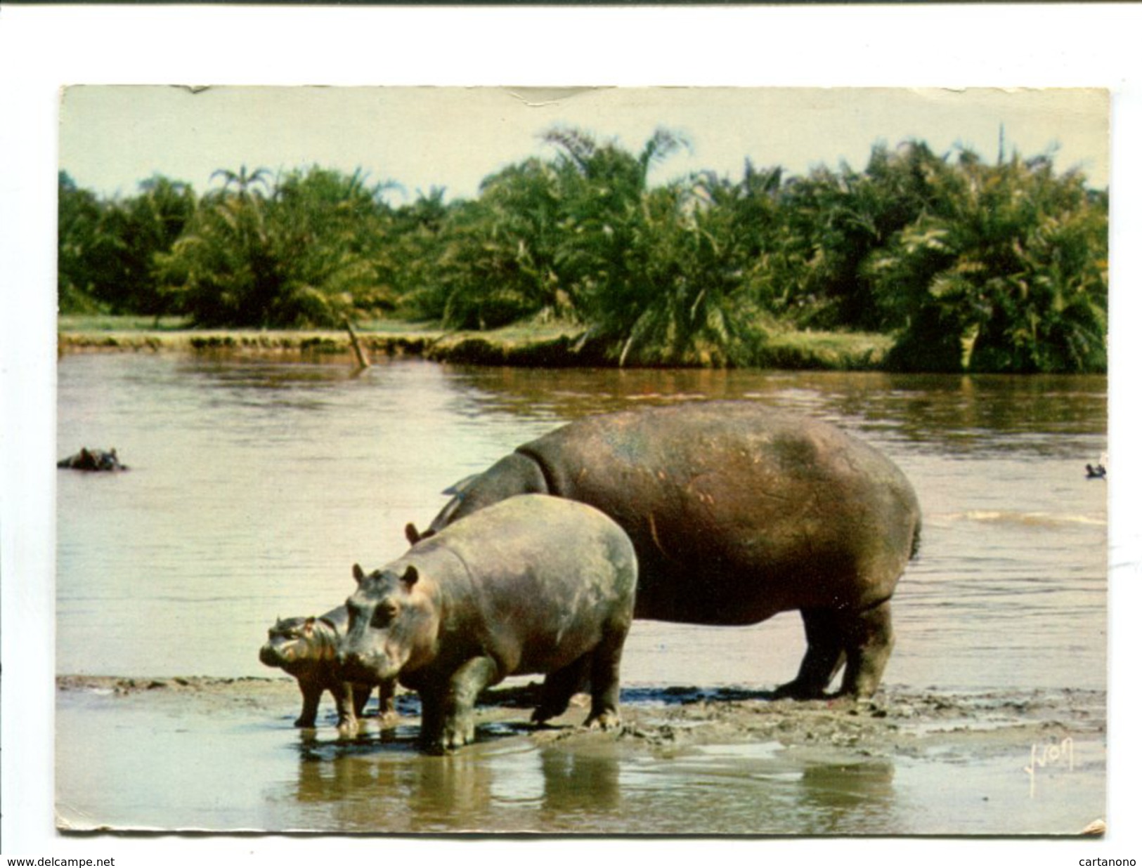 Cp  - Animaux D'Afrique - Les Hippopotames - Hipopótamos