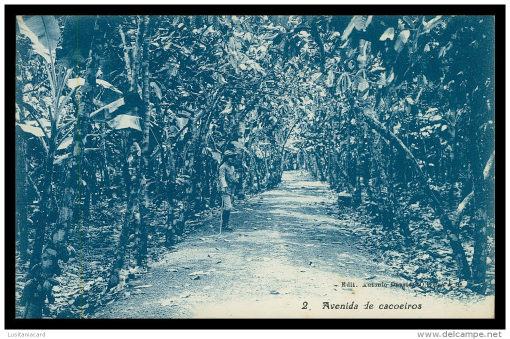 SÃO TOMÉ E PRÍNCIPE - Avenida De Cacoeiros  ( Ed. António Duarte D'Oliveira & C.ª Nº 2)carte Postale - Sao Tome And Principe