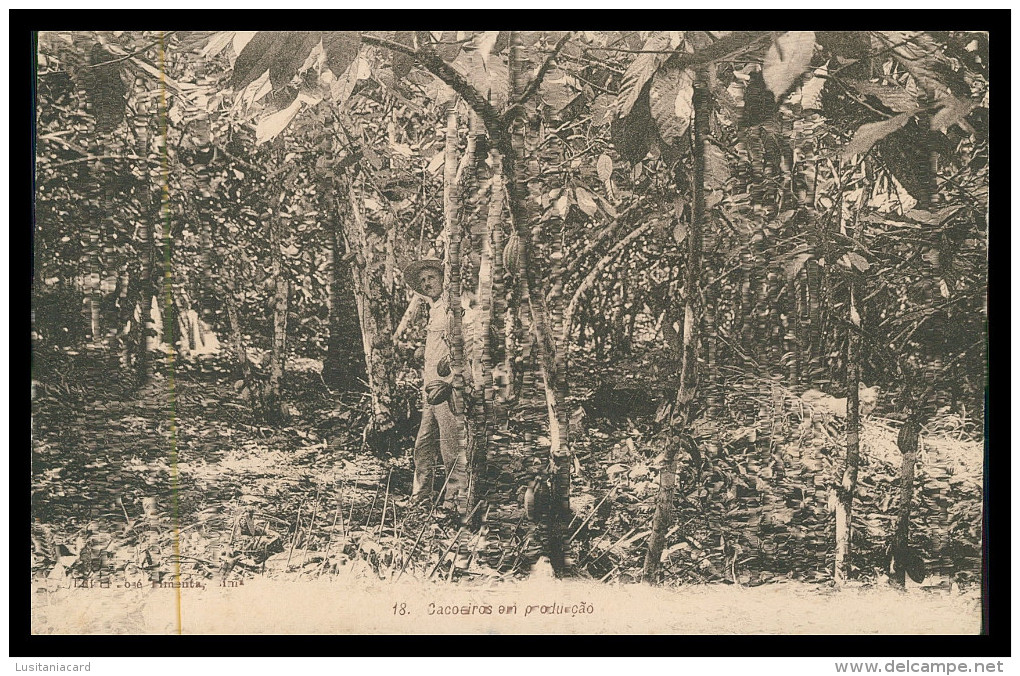 SÃO TOMÉ E PRÍNCIPE- Cacoeiros Em Produção (  Nº 18)carte Postale - Sao Tome And Principe