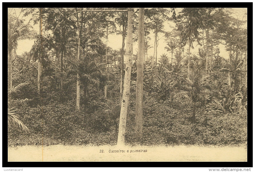 SÃO TOMÉ E PRÍNCIPE- Cacoeiros E Palmeiras  (  Nº 28)carte Postale - Sao Tome Et Principe