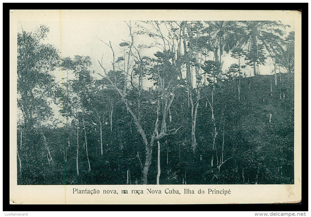 SÃO TOMÉ E PRÍNCIPE - Plantação Nova Da  Roça Nova Cuba( Ed. José Teixeira Barboza) Carte Postale - Sao Tome Et Principe