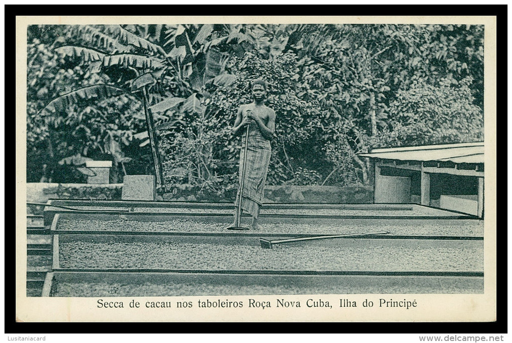 SÃO TOMÉ E PRÍNCIPE- Seca De Cacau Nos Tabuleiros Roça Nova Cuba( Ed. José Teixeira Barboza) Carte Postale - Sao Tome Et Principe