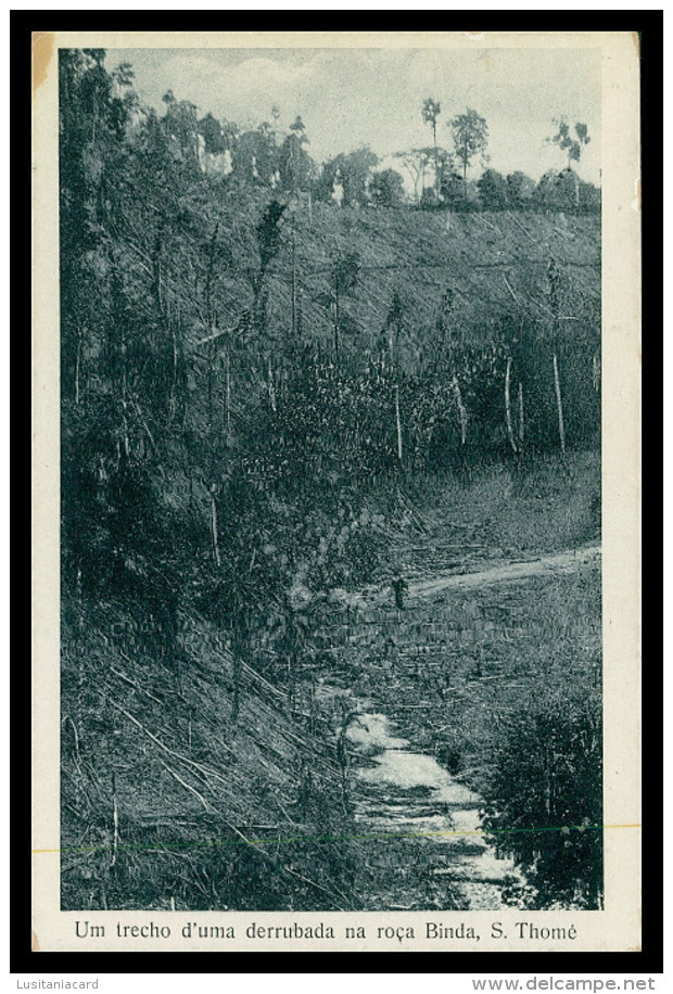 SÃO TOMÉ E PRÍNCIPE - Um Trecho D'uma Derrubada Na Roça Brinda ( Ed. José Teixeira Barboza) Carte Postale - Sao Tome Et Principe