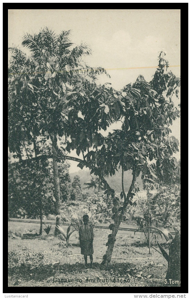SÃO TOMÉ E PRÍNCIPE - Cacueiro Em Frutificação (Ed. Governo De S. Tomé E Principe R-S/477/1928) Carte Postale - Sao Tome Et Principe