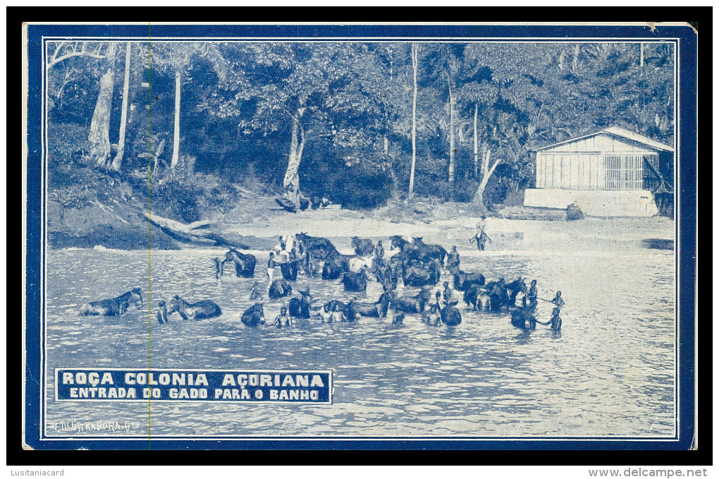 SÃO TOMÉ E PRÍNCIPE - Roça Colonia Açoriana - Entrada Do Gado Para O Banho (Ed. "A Ilustradora") Carte Postale - Sao Tome Et Principe