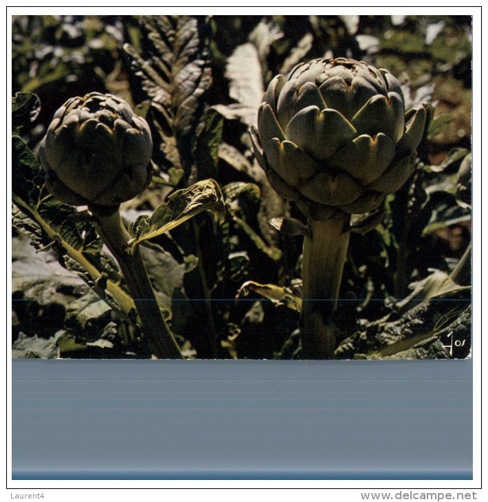 (DEL 254) Flowers - Fleurs - Artichauds - Geneeskrachtige Planten