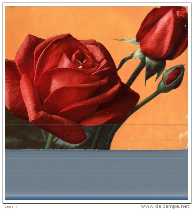 (DEL 254) Flowers - Fleurs - Roses - Plantes Médicinales