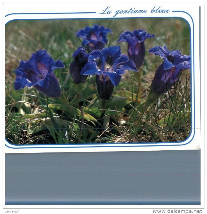 (DEL 254) Flowers - Fleurs - Gentiane Bleu - Plantes Médicinales