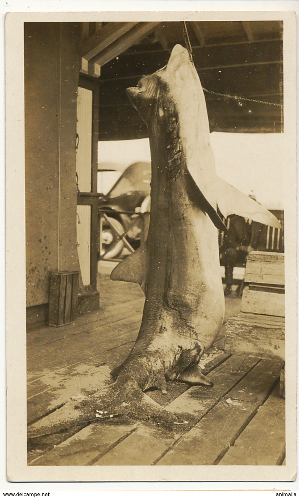 Real Photo Tiburon Shark Requin - Fish & Shellfish