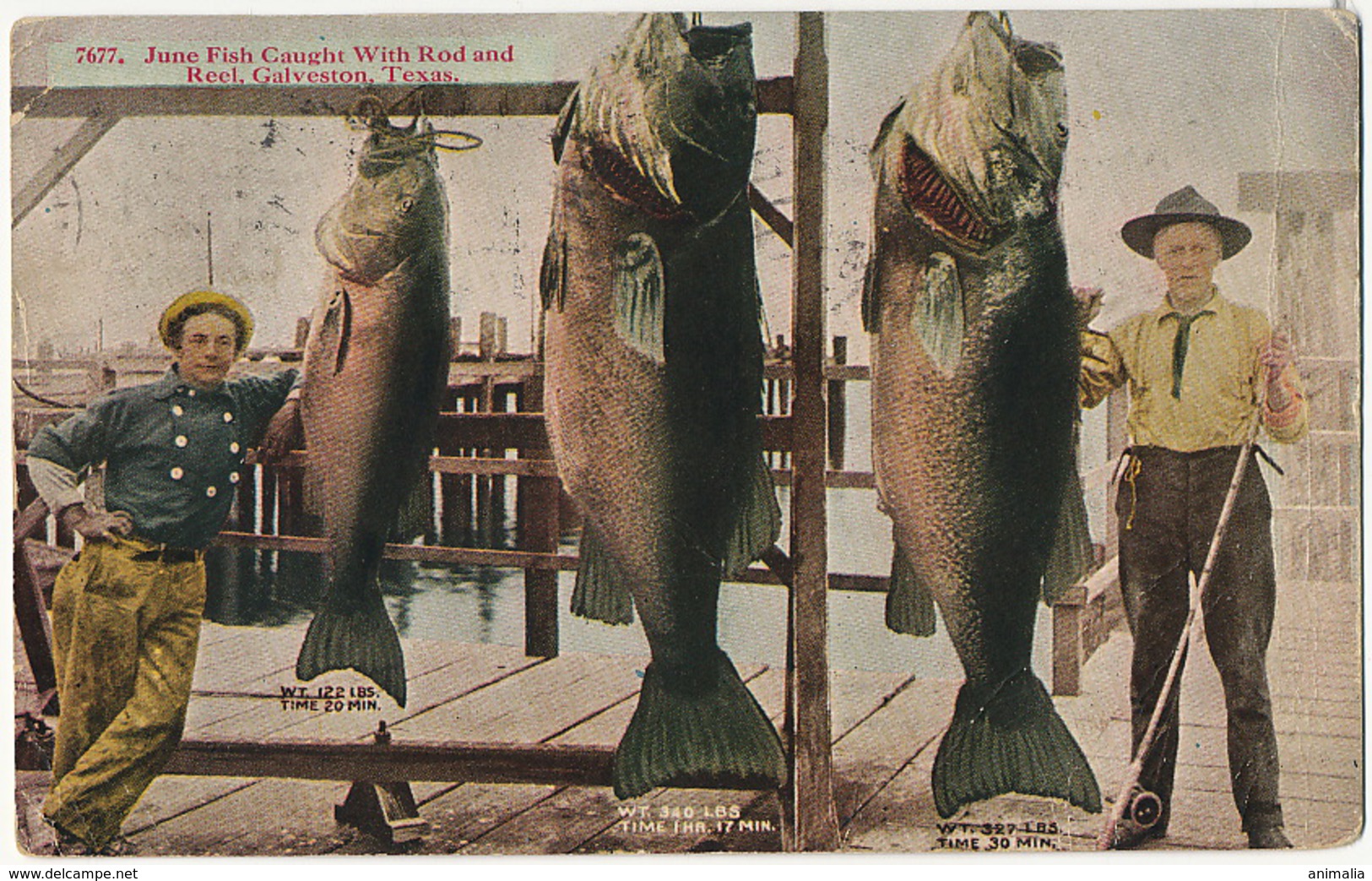 Jew Fish  Caught By Rod And Reel Galveston Texas  Used Galveston 1915 Peche Fishing - Poissons Et Crustacés