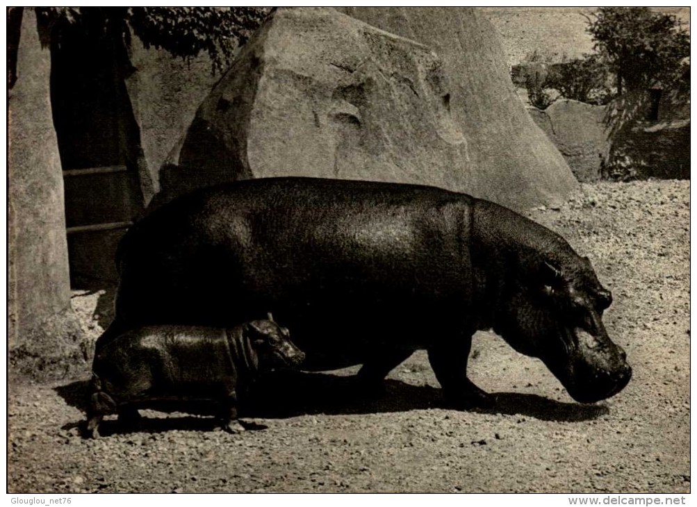 PARC ZOOLOGIQUE PARIS...HIPPOPOTAME ET SON PETIT...CPSM GRAND FORMAT - Hippopotames