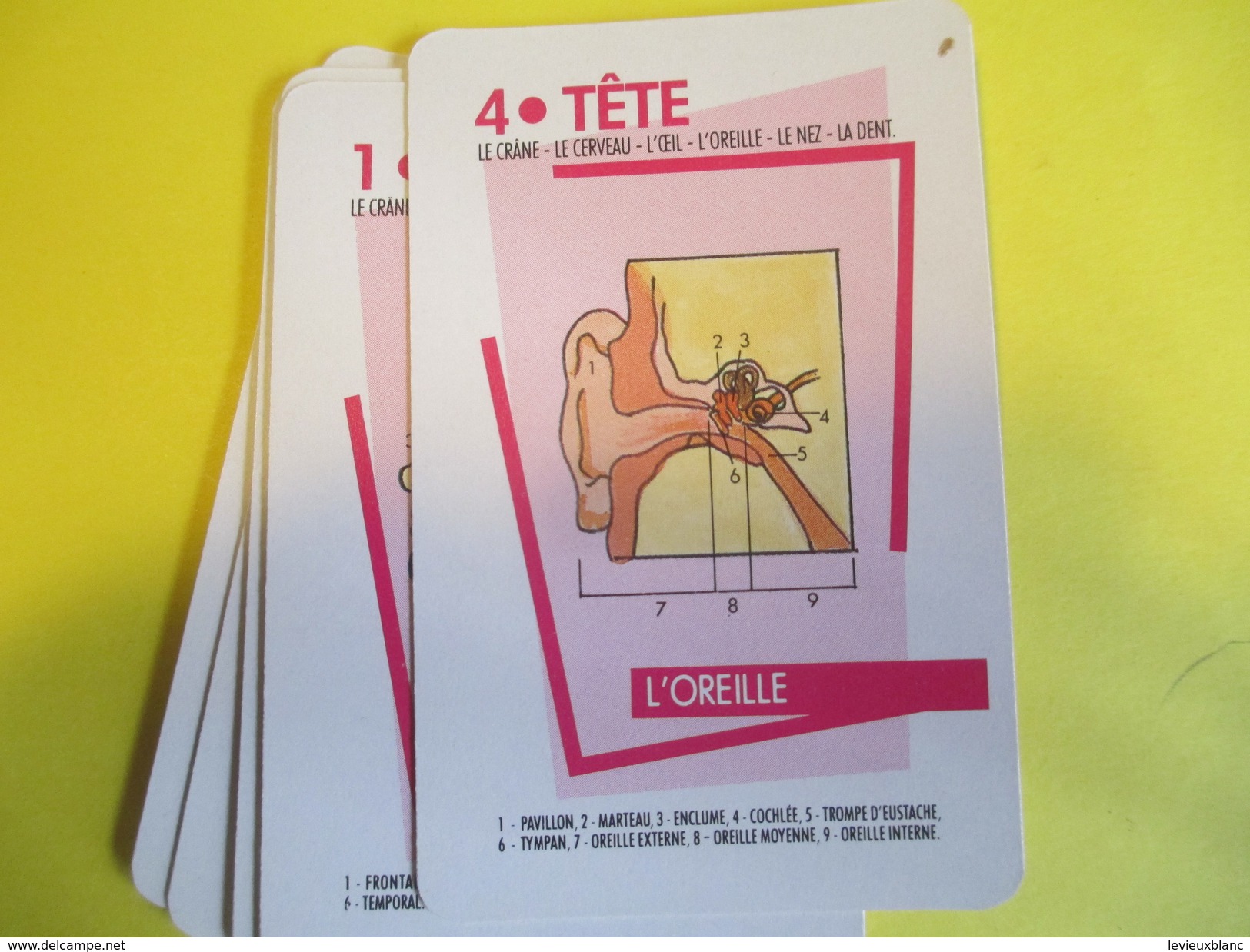 Jeux 7 Familles publicitaire à théme/Laboratoires Biogalénique/"Le Corps humain"/Carta Mundi/Turnout/Belgique/1989 CAJ20