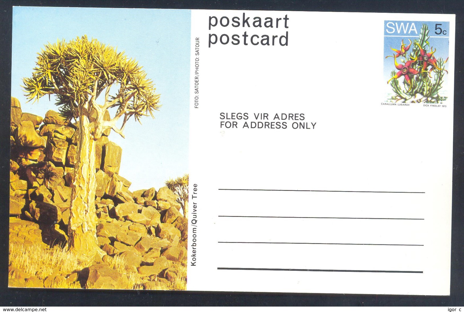 South Africa RSA 1973 Postal Stationery Card: Flora Flowers Blume Cactus Kaktus: Quiver Tree - Cactusses