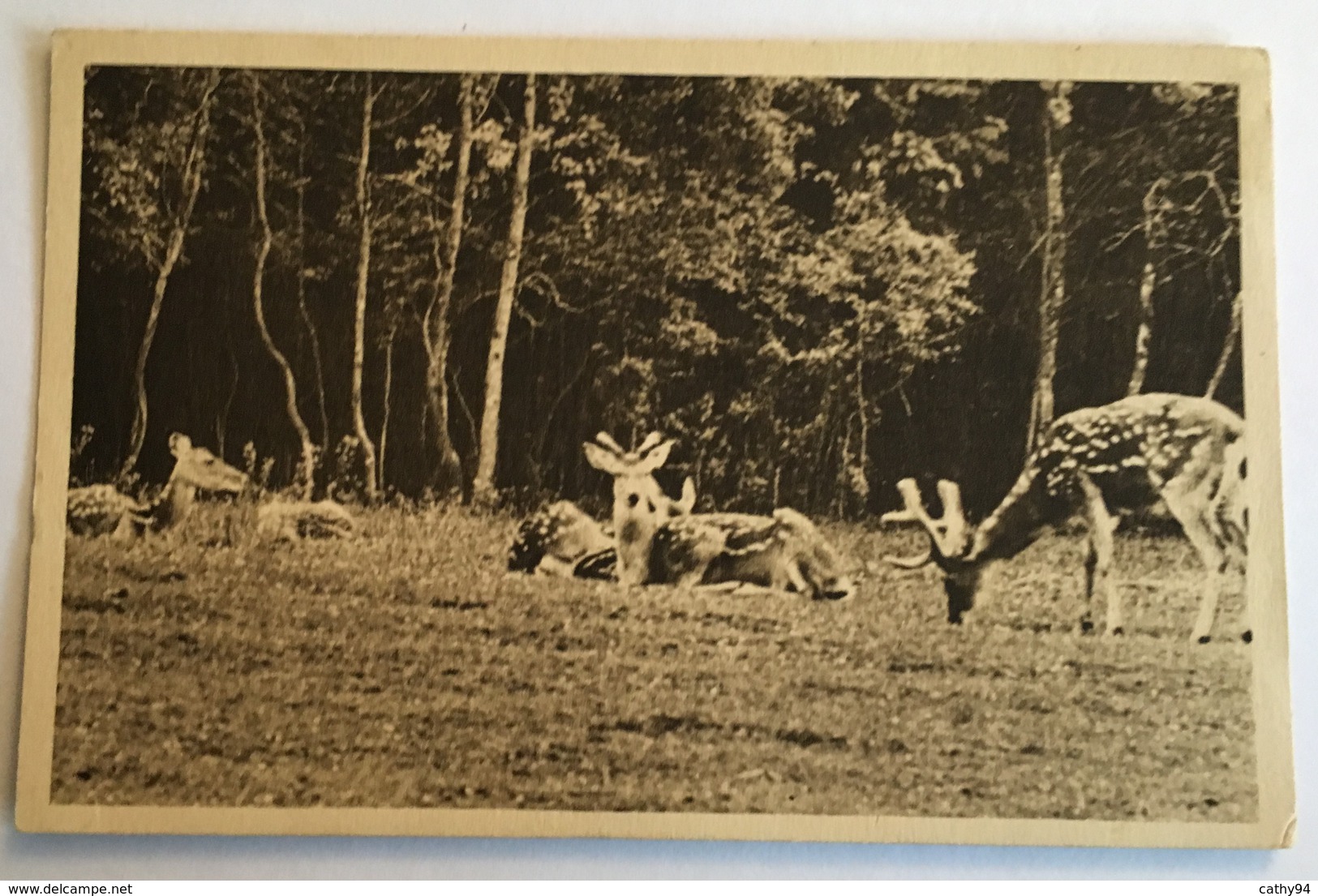 Parc Zoologique De CLERES Cerfs Pseudaxis - Clères