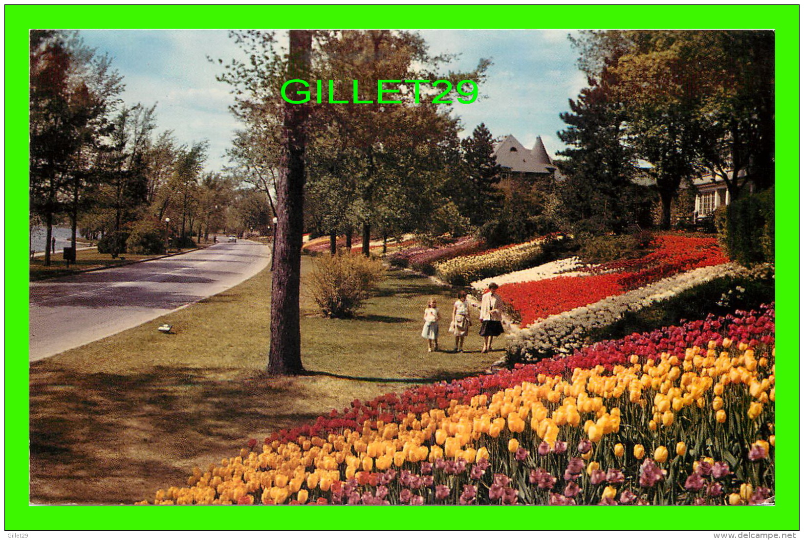 OTTAWA, ONTARIO -  MILLIONS OF FLOWERS - ANIMATED - ALONG THE DRIVEWAY AT DOW'S LAKE - - Ottawa