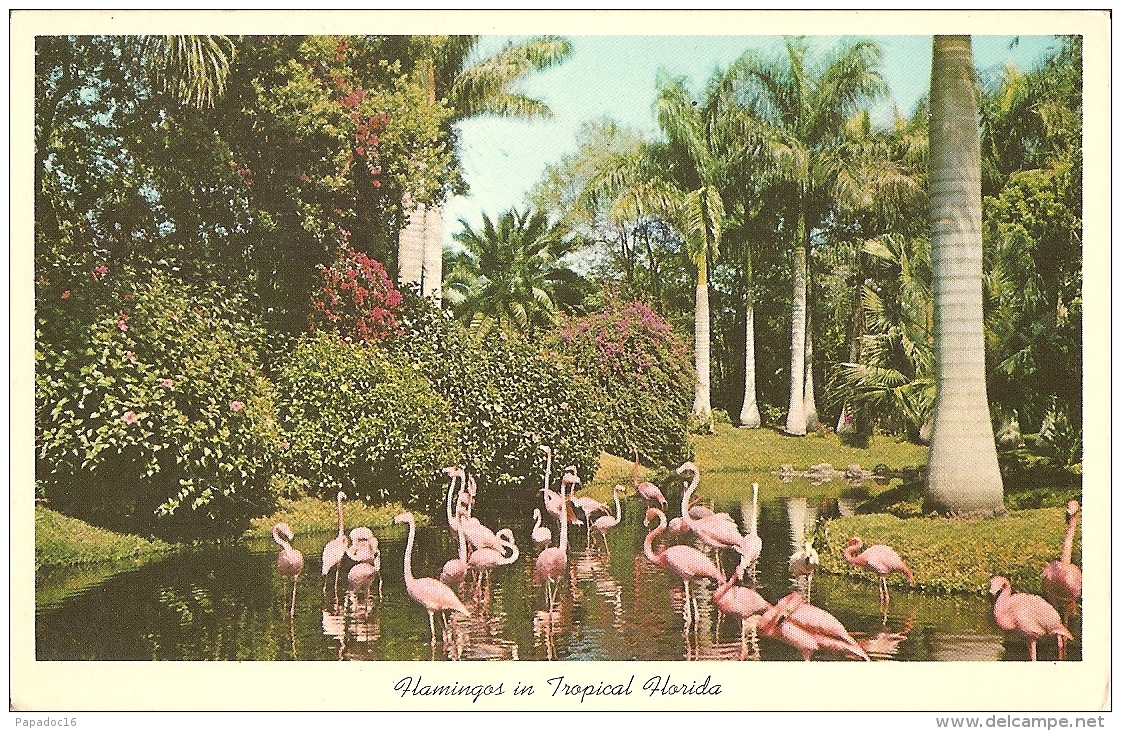 USA - PL - Flamingos In Tropical Florida - Scene In Saratosa Jungle Gardens N° FK.71 - Sarasota