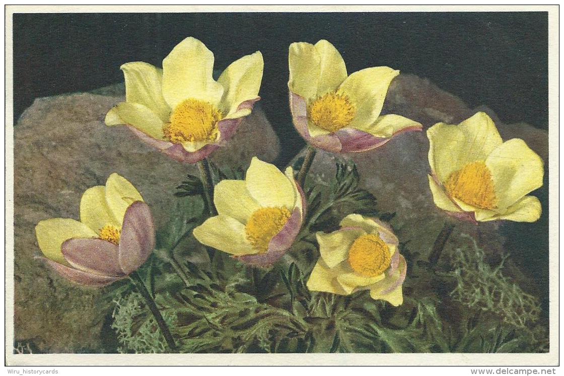 AK 0558  Alpenbllumen - Schwefelgelbe Anemone  / Künstlerkarte Ca. Um 1920 - Blumen