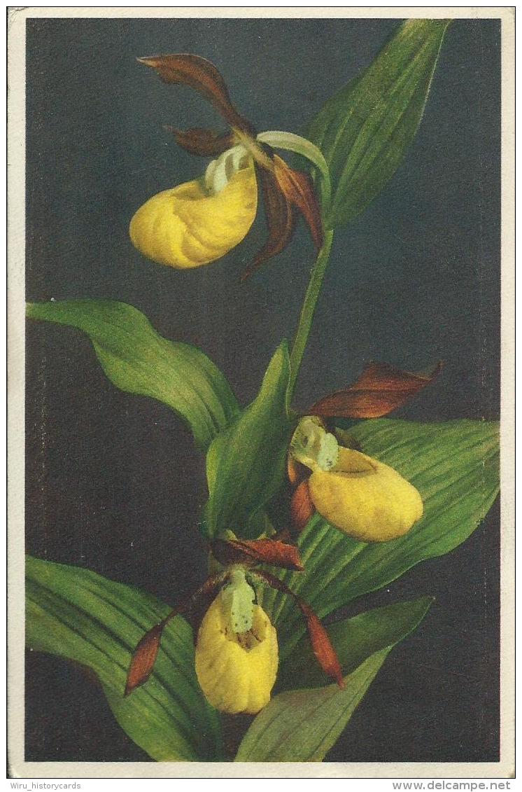 AK 0558  Alpenbllumen - Frauenschuh  / Künstlerkarte Um 1920-30 - Blumen
