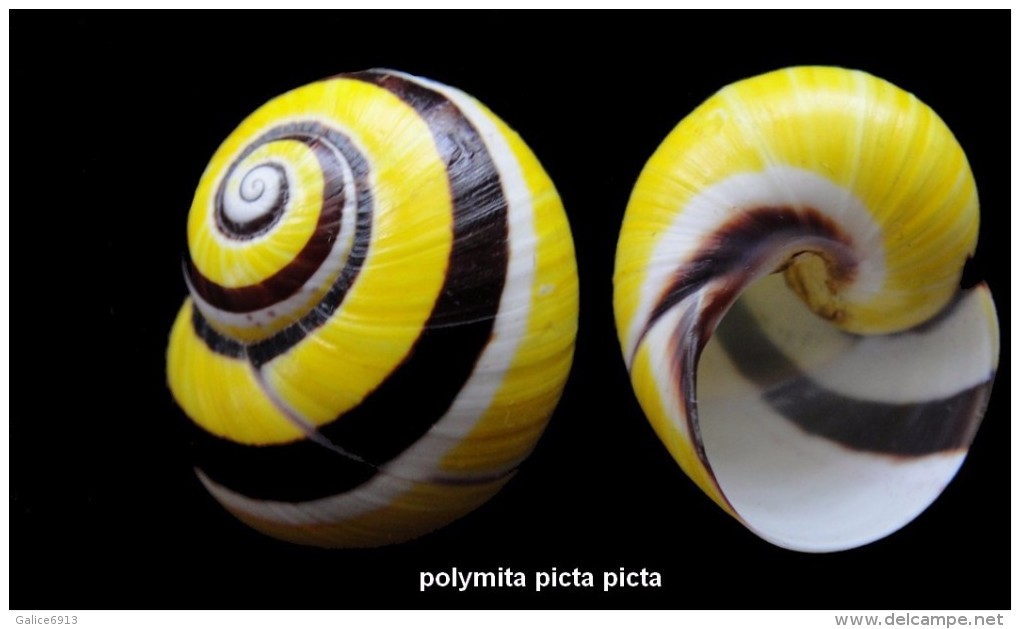 Polymita Picta Picta - Conchiglie