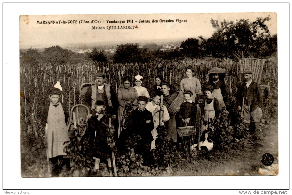 Marsannay La Cote Côte D´Or Quillardet Vendanges 1911 Coteau Des Grandes Vignes Bourgogne Vin Viticulture Gastronomie - Other & Unclassified