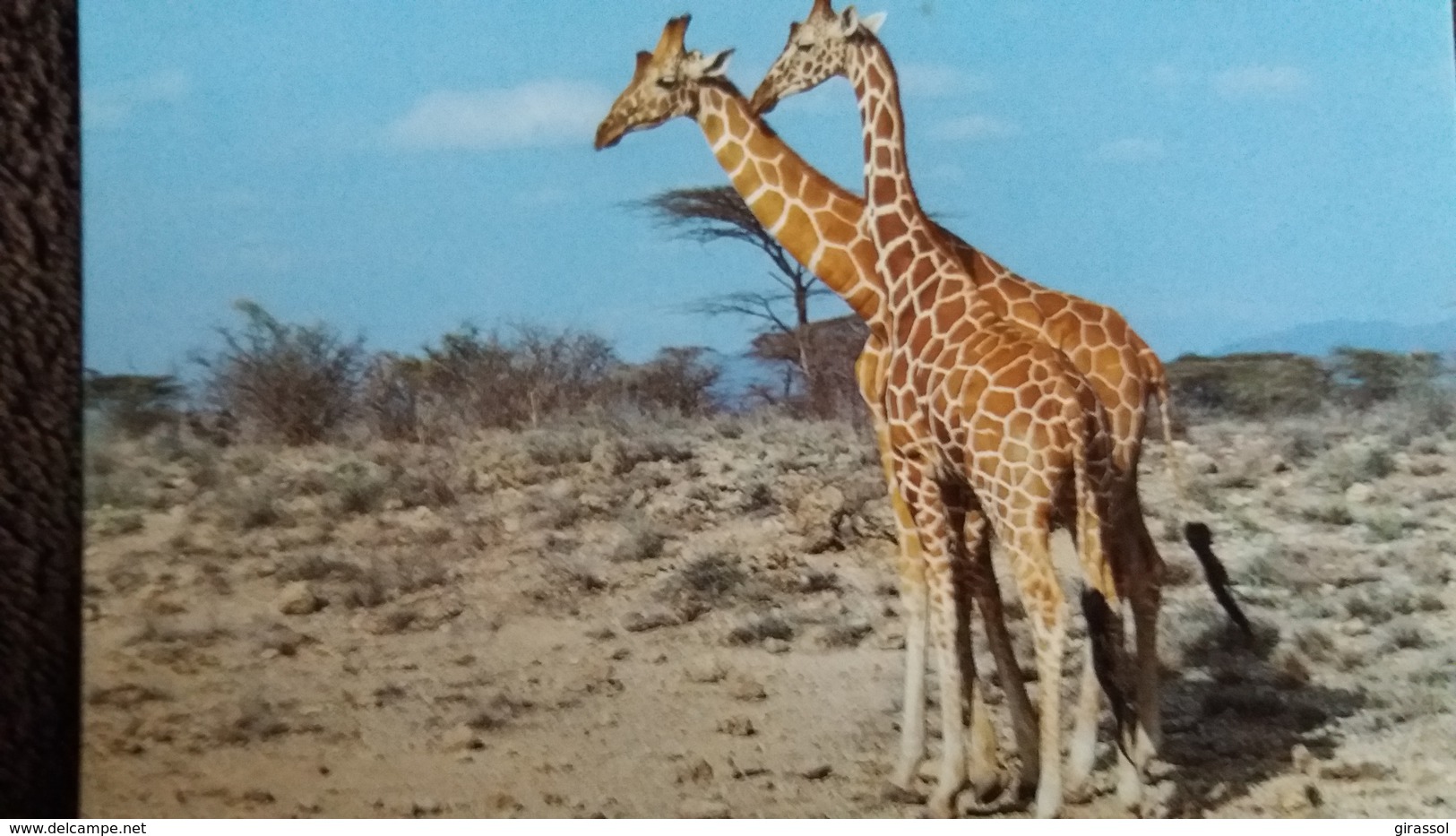 CPM  GIRAFE RETICULATED GIRAFFE  WWF  PHOTO JOHN SHAW - Girafes
