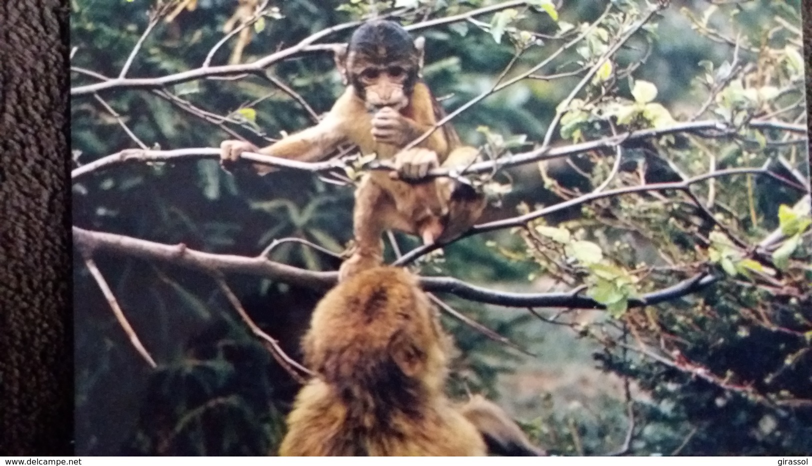 CPSM  MACAQUE DE BARBARIE PETIT DANS LES ARBRES FORET DES SINGES ROCAMADOUR LOT - Singes