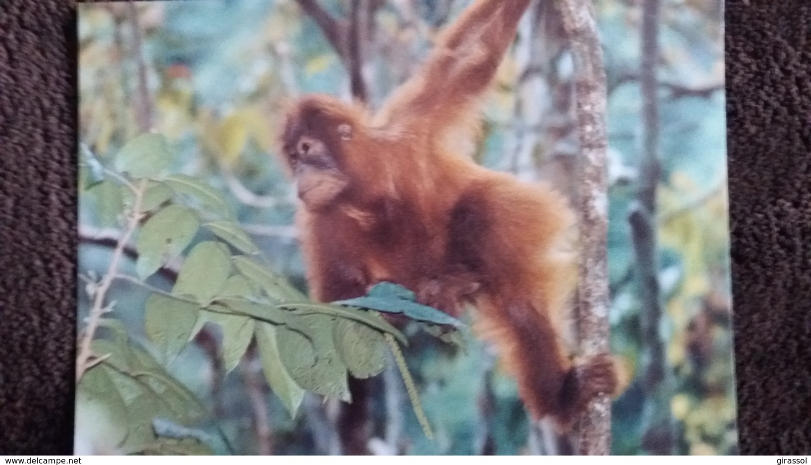 CPM SINGE DER ORANG UTAN ORANG OUTAN ORANGUTAN  PETIT ARBRES WWF PHOTO OKAPIA - Singes