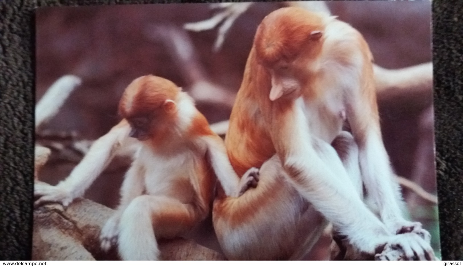 CPM SINGE DER NASENAFFE PROBOSCIS MONKEY FEMELLE ET PETIT  WWF PHOTO DE MELLO - Singes