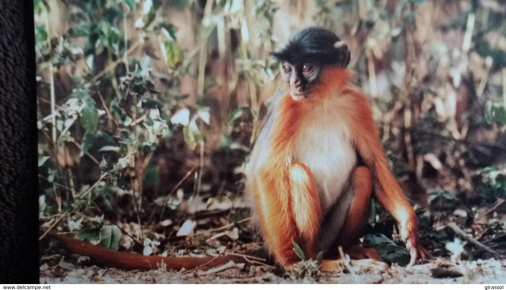 CPM SINGE WESTERN RED COLOBUS COLOBE BAI D AFRIQUE OCCIDENTALE WWF PHOTO DALTON PAR TERRE - Singes