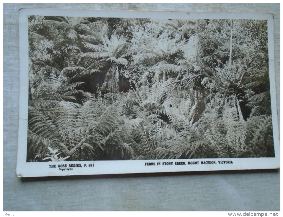 D143369 Australia  Victoria - Ferns In Stony Creeks Mount  Macedon - RPPC - Altri & Non Classificati