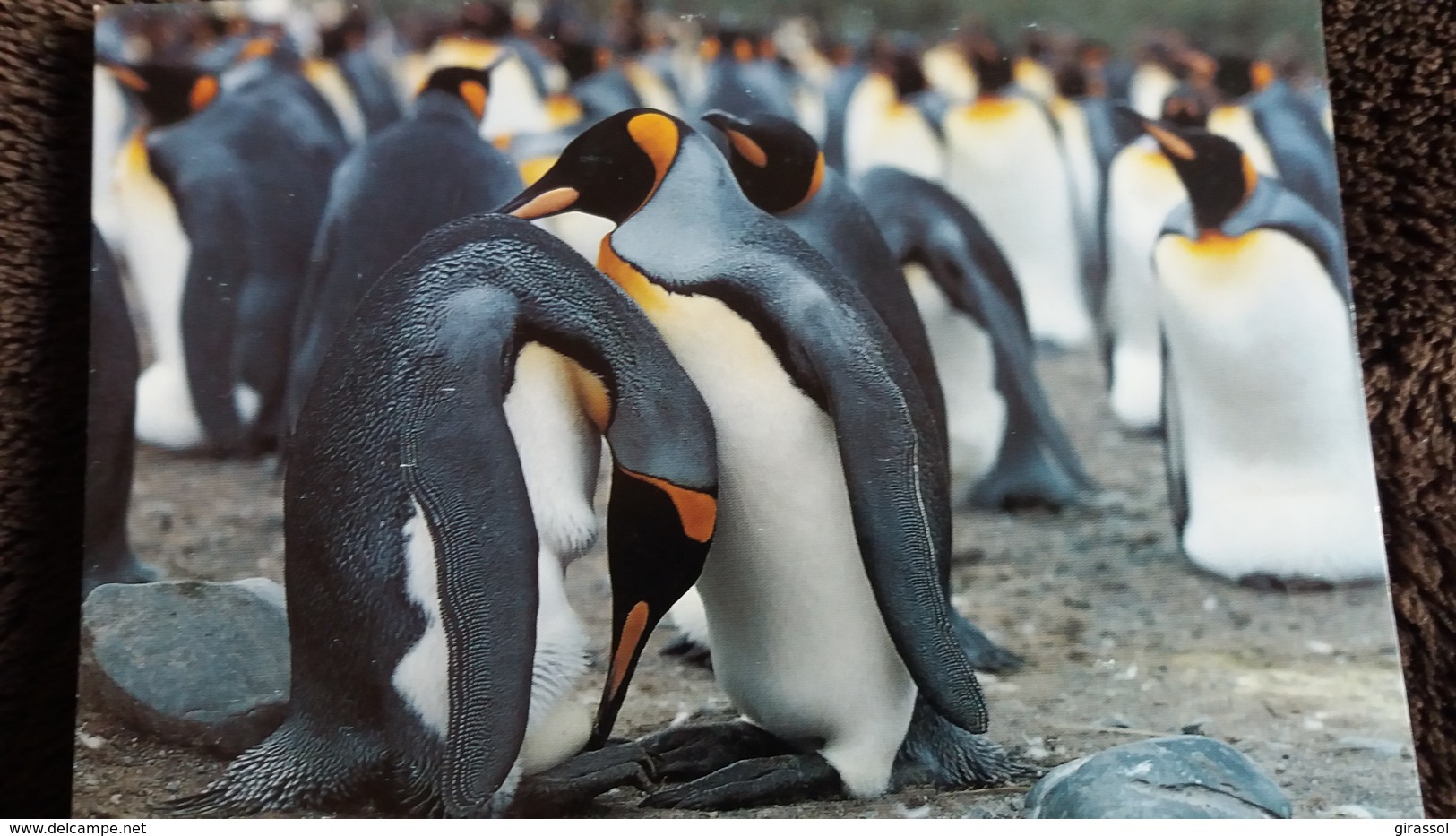 CPM KING PENGUIN PINGOIN ROI WWF PHOTO HERNANDEZ - Other & Unclassified