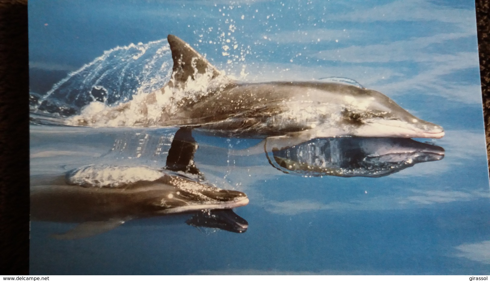CPM  DAUPHIN A LONG BEC  WWF PHOTO ROBERT PITTMAN - Delfines