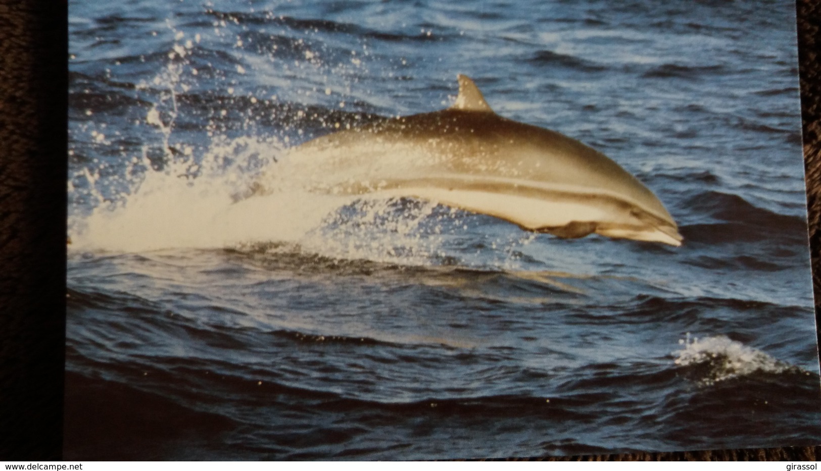 CPM  DAUPHIN DE FRASER  WWF PHOTO ROBERT PITTMAN - Delfines
